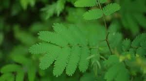 Image result for Aeschynomene tenuirama