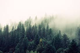 Pine Forest Landscape Mist Pine Trees Hd Wallpaper Wallpaper Flare 1920x1080 28 nature desktop wallpapers 748550 beautiful pine forest picture. pine forest landscape mist pine