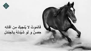 من أروع أشعار عنترة بن شداد قمة الفخر وعزة النفس Poster Horses Animals
