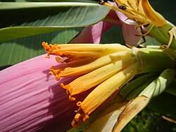 Image result for Musa ornata