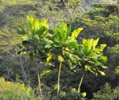 Image result for Buchnera chimanimaniensis