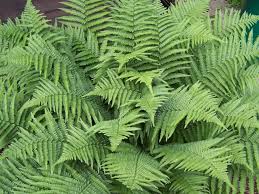 Image result for Dryopteris