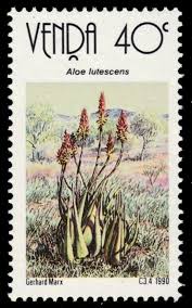 Image result for Aloe lutescens