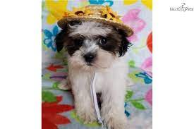 I Am A Cute Shorkie Puppy Looking For A Home On Nextdaypets Com Shorkie Puppies Shorkie Puppies For Sale Puppies