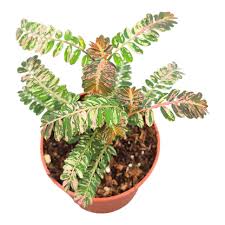 Image result for Phyllanthus tener