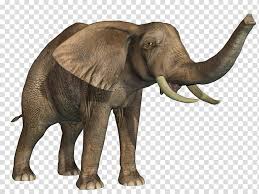 Download Transparent Background Elephant Clipart Png Png Gif Base Show them an animated image to make them bisy while waiting. download transparent background