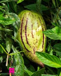 Image result for Solanum muricatum