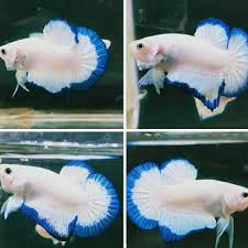 Ada banyak sekali jenis ikan cupang yang populer di indonesia, mulai dari ikan cupang hias hingga cupang aduan, harga ikan hias ini juga sangat beragam. Jual Hiasan Akuarium Ikan Cupang Bluerim Jantan Male Di Lapak Sahabat Betta Bukalapak