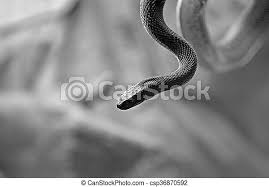 Der inlandtaipan lebt tief im outback in den heißen wüstengegenden im westen von queensland. Die Inland Taipan Die Giftigste Landschlange Der Welt Die Inland Taipan Auch Bekannt Als Die Kleine Skalierte Schlange Und Canstock
