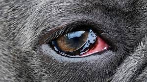Your vet can determine what eye drops are best. Dog Conjunctivitis Symptoms And Treatment