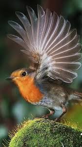 Bird With Wings Spread Out 0f53aa1dbbe421206c6638280063d29c Jpg 576 1 024 Pixels With Images Beautiful Birds Birds Animals Beautiful