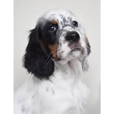 Black And White English Setter Puppies For Sale Looking For A Loving Forever Home 8 Week Old Tricolour Boy Is Ready To Leave For His New Family Further In 2020 English Setter Dogs English Setter Puppies Dog Love