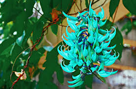 We did not find results for: Jade Flower One Of The Largest Plants In The World
