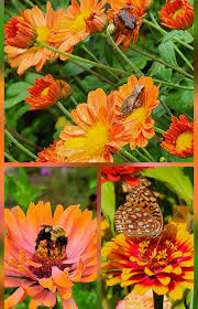 Image result for Emilia schinzii