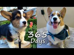 Puppyhood In 365 Days A Corgi Puppy Grows Up Youtube