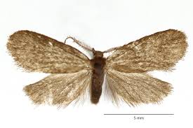 Image result for Psyche crassiorella