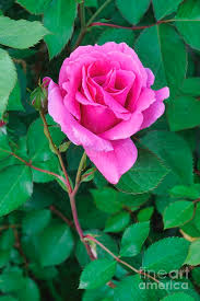 Image result for Rosa sp.
