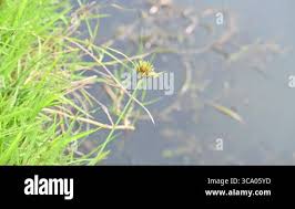 Image result for Pycreus polystachyos