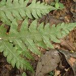 Image result for Tectaria fernandensis