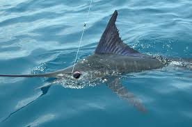 Resultado de imagen para pesca en mazatlan