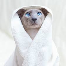 San francisco spca in san francisco, ca has pets available for adoption. San Francisco Spca On Twitter We Need Towel Blanket Donations We Need Them For Our Hospital Spay Neuter Clinic Please Bring Them To Our Mission Campus At 201 Alabama