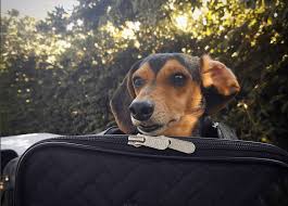 16 Flytastic Tips On Traveling With Your Pup On A Plane