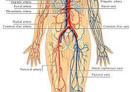 Pin On Health Issues