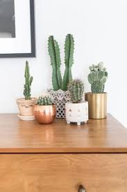 If you are unable to get a cactus potting mix, you can make your own by mixing equal parts potting soil, sand, and perlite. 16 Simple Yet Beautiful Diy Cactus Pots That Everyone Can Make