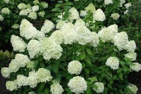 The blooms age to an array of pink, red, and burgundy which persists through frost for months. Hydrangea Paniculata Limelight Rispenhortensie Limelight Bei Green4living