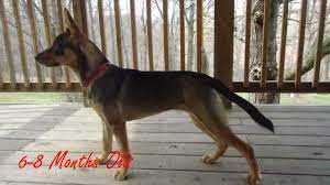 Both parents of the german shepherd husky mix have dual layer coats, which means that because their double coat is prone to tangling and matting, you need to brush it at least twice per week. German Shepherd Husky Mix 6 8 Months Youtube