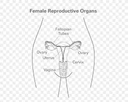 We did not find results for: Woman Women S Health Female Reproductive System Human Body Png 500x652px Watercolor Cartoon Flower Frame Heart Download