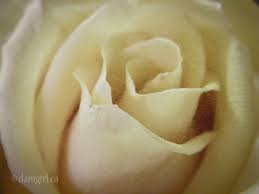 197:365 Vintage rose | This is from a bouquet my mother gave… | Flickr