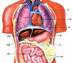 Internal organs function of the gallbladder in the digestive system. Distribution Of Human Organ Map Male Kidney Page 6 Line 17qq Com