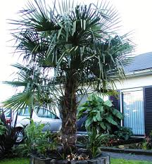 Chinesische hanfpalme oder trachycarpus fortunei. Chinesische Hanfpalme Palmentraum