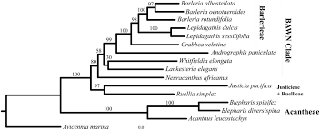 Image result for Neuracanthus africanus