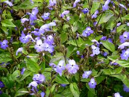 Image result for Browallia americana