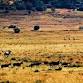 The Big Five Marathon event image