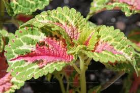Image result for Coleus rhodesianum