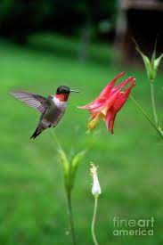Pin On Hummingbirds