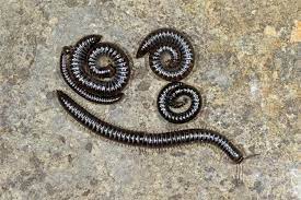 Authored by staff scientific name: White Legged Snake Millipede Cave Animal Of The Year 2018