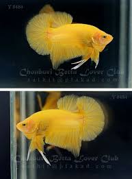 484 Yellow Ohmpk 484 Betta Fish Betta Betta Fish Types