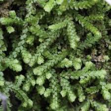 Image result for Selaginellaceae