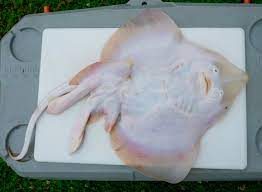 How To: Fillet A Skate — Elevated Wild