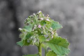 Image result for Blumea axillaris