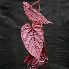 Image result for Cissus