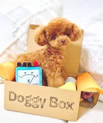 Maybe you would like to learn more about one of these? William 4 In 2021 Miniature Poodle Puppy Toy Poodle Puppies Poodle Puppy Miniature