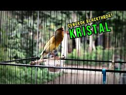 Perbedaan burung kenari jantan dan betina berdasarkan prilaku. Suara Masteran Kenari Gacor Cengkok Blackthroat Kristalnya Keluar Fikram Bahrain Golectures Online Lectures