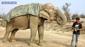 This is a meme that originated from an msn messenger chat. Rescued Elephants Get Giant Sweaters To Keep Them Warm During Cold Spell In India Abc News