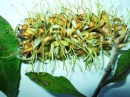 Image result for Faurea rochetiana