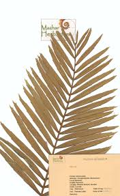 Image result for Encephalartos villosus